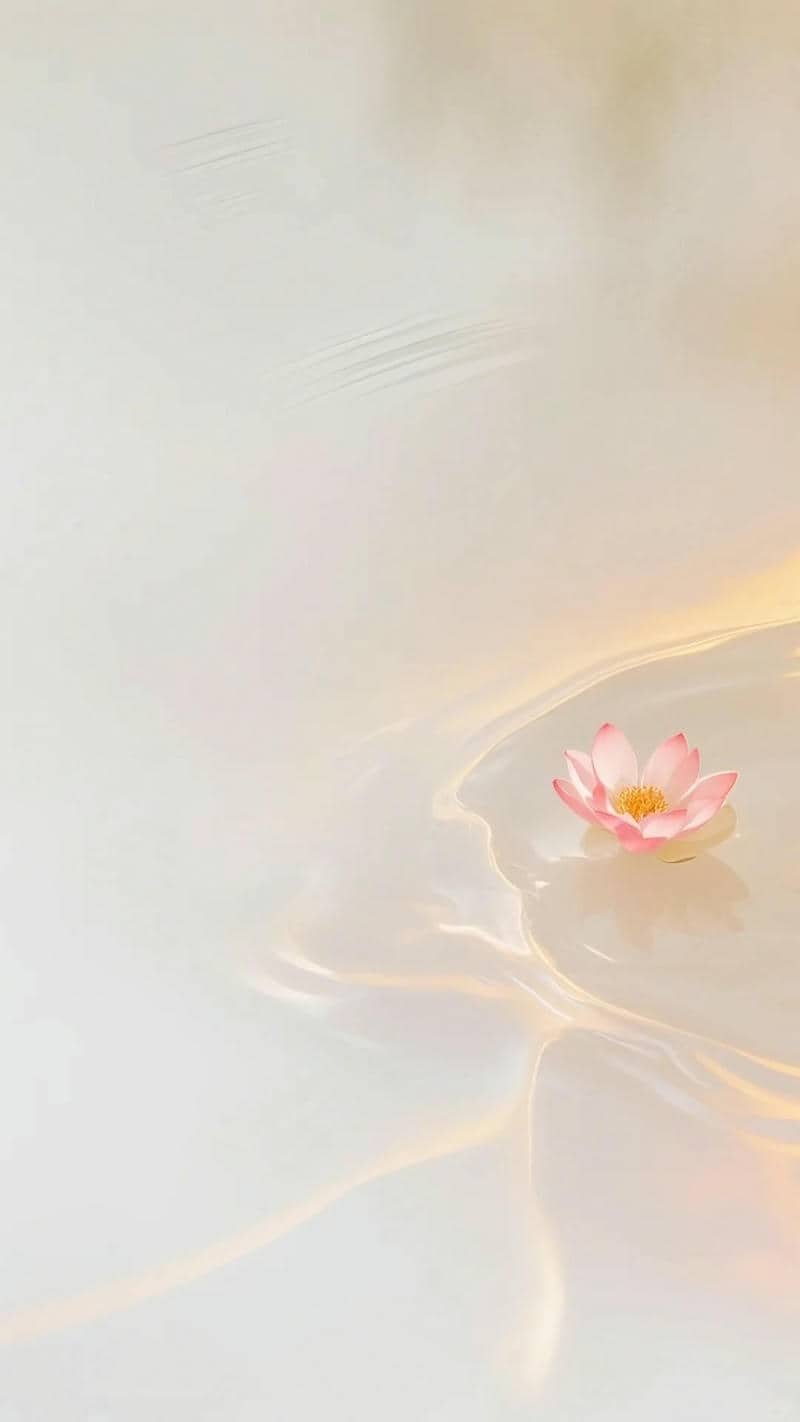 hình nền hoa sen (6)