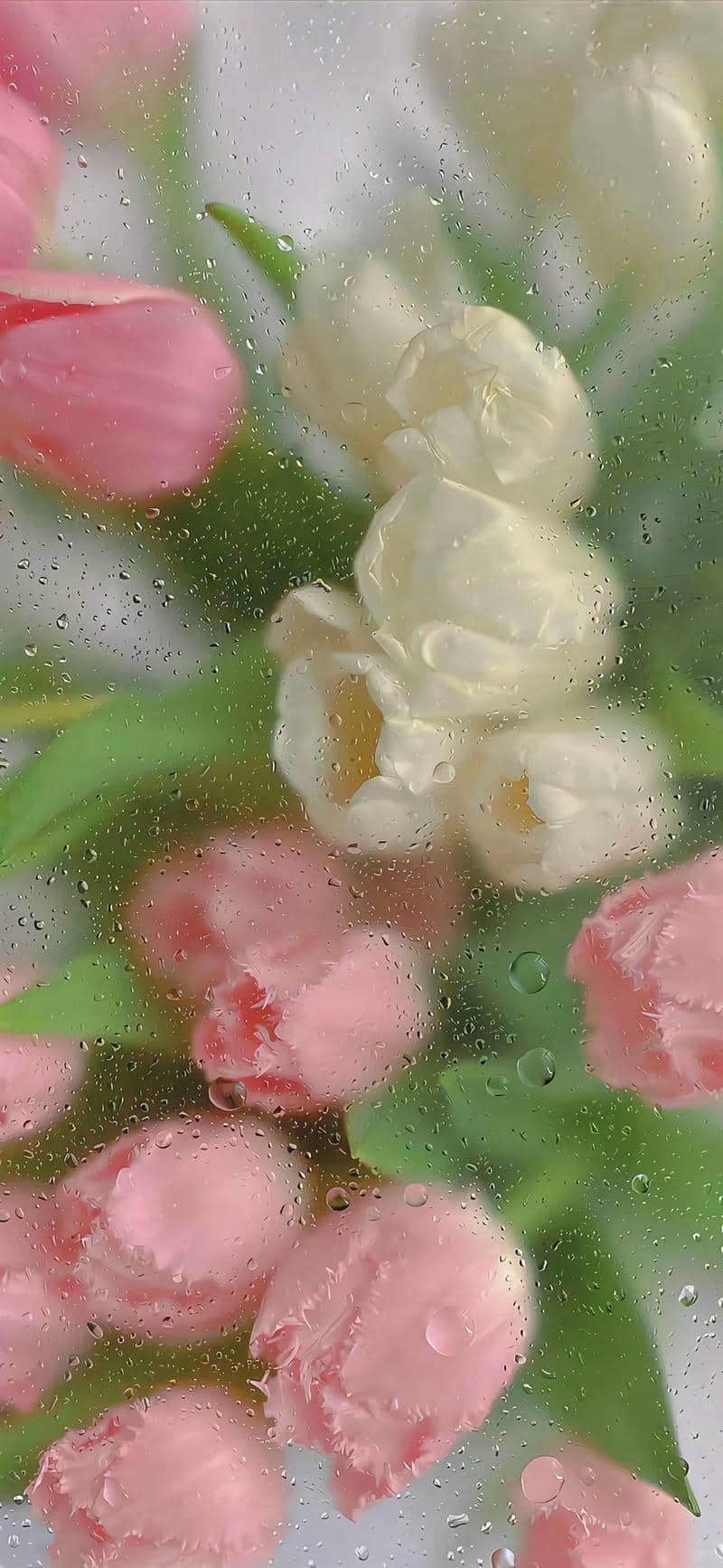 hình nền hoa tulip (10)