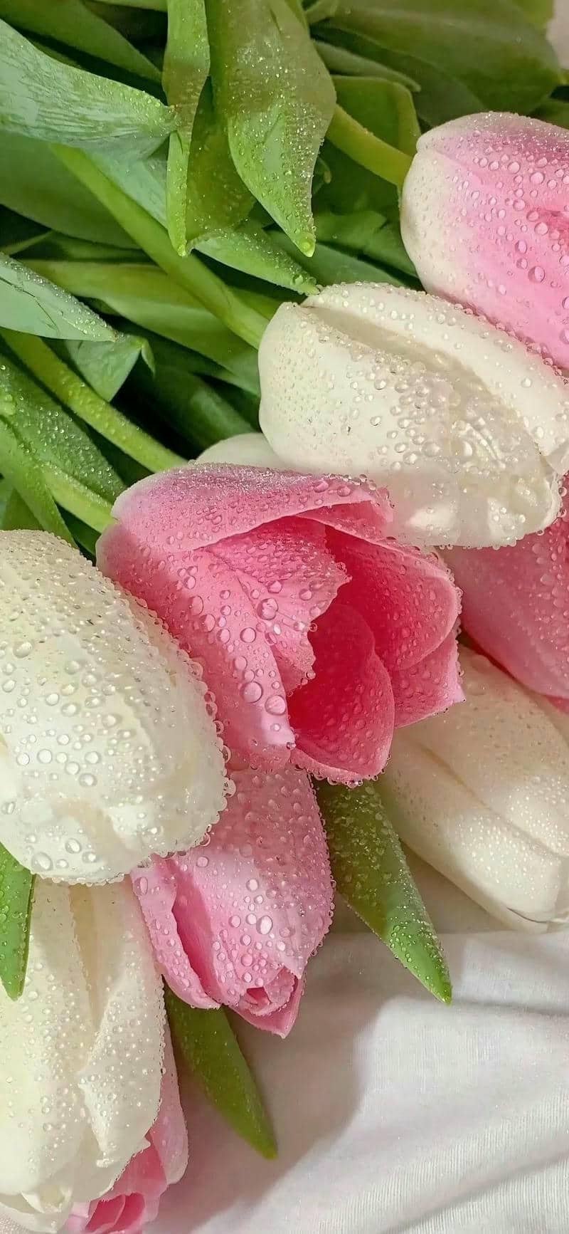 hình nền hoa tulip (11)