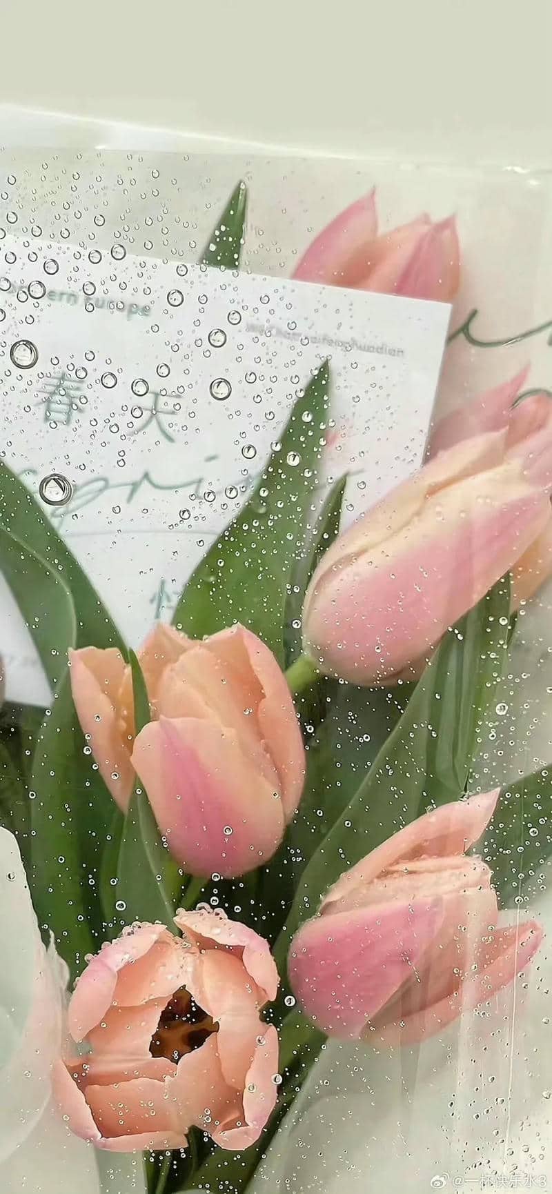 hình nền hoa tulip (12)