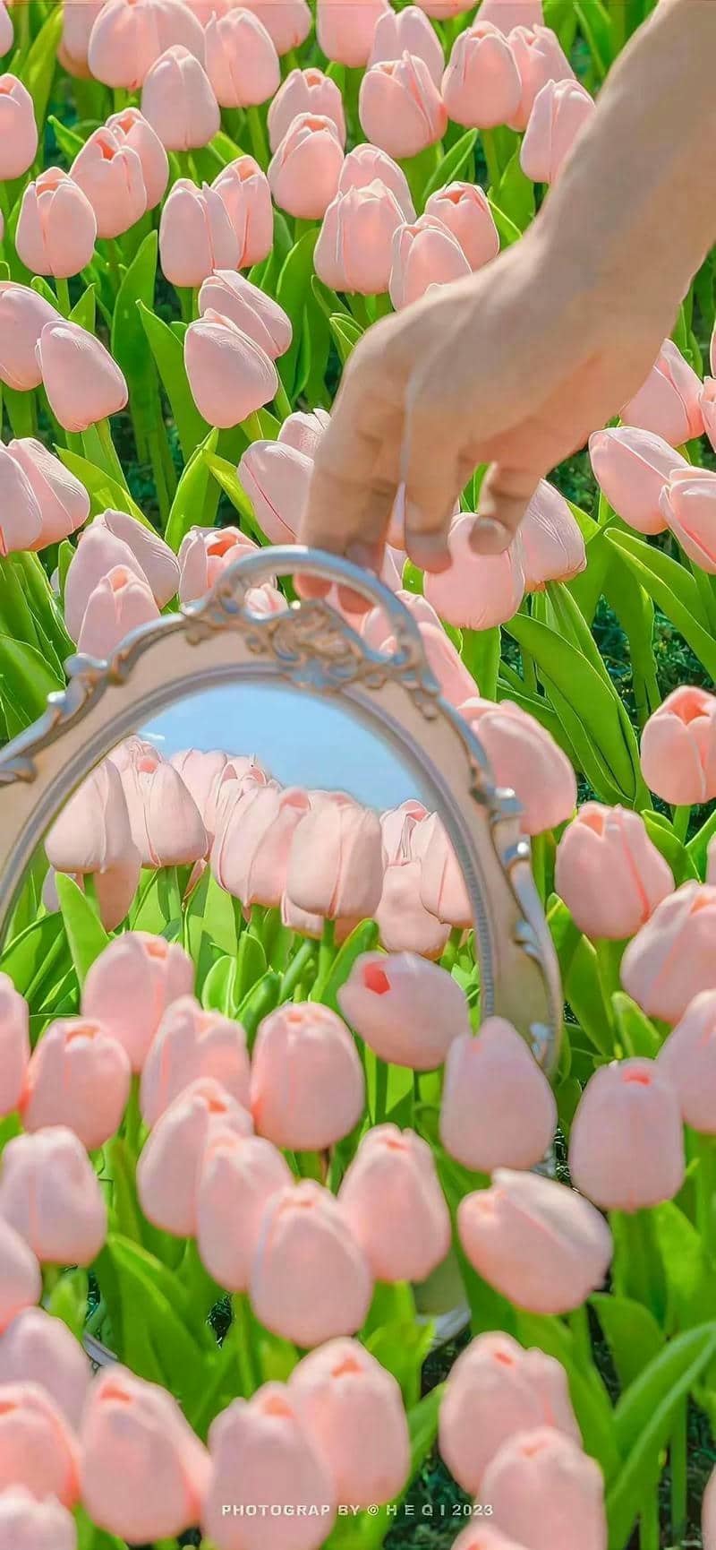 hình nền hoa tulip (13)