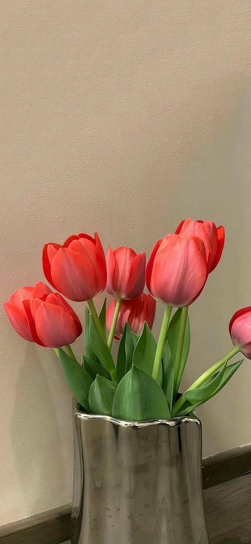 hình nền hoa tulip (14)