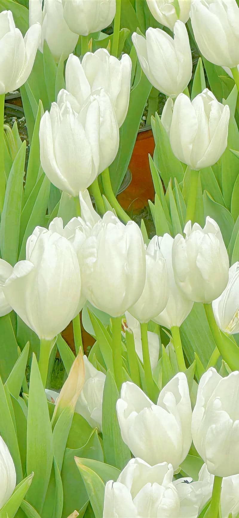 hình nền hoa tulip (17)