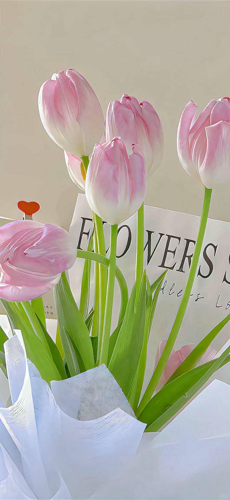 hình nền hoa tulip (18)