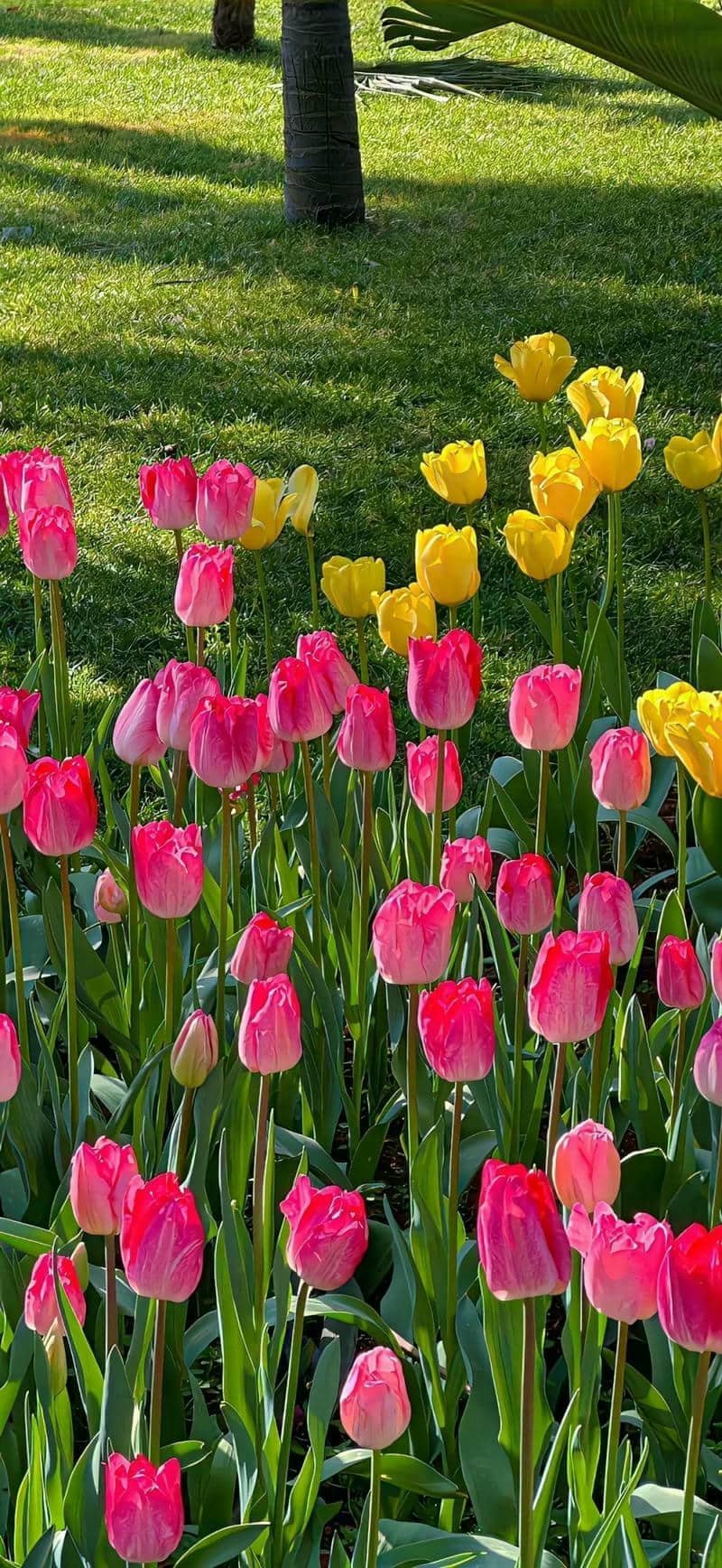 hình nền hoa tulip (2)