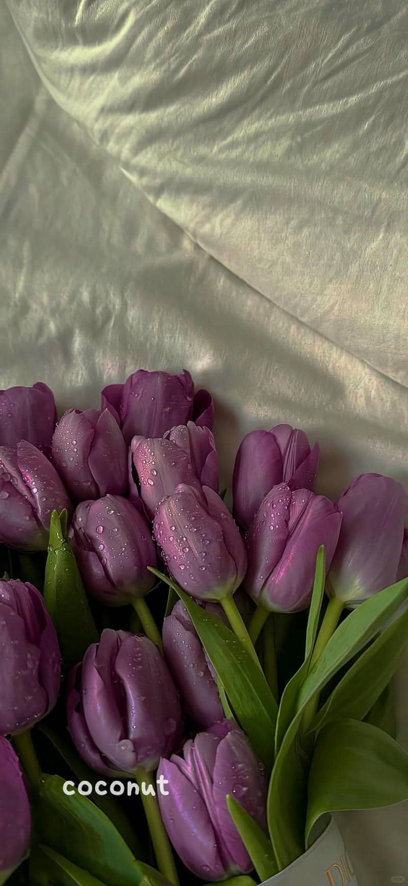 hình nền hoa tulip (20)