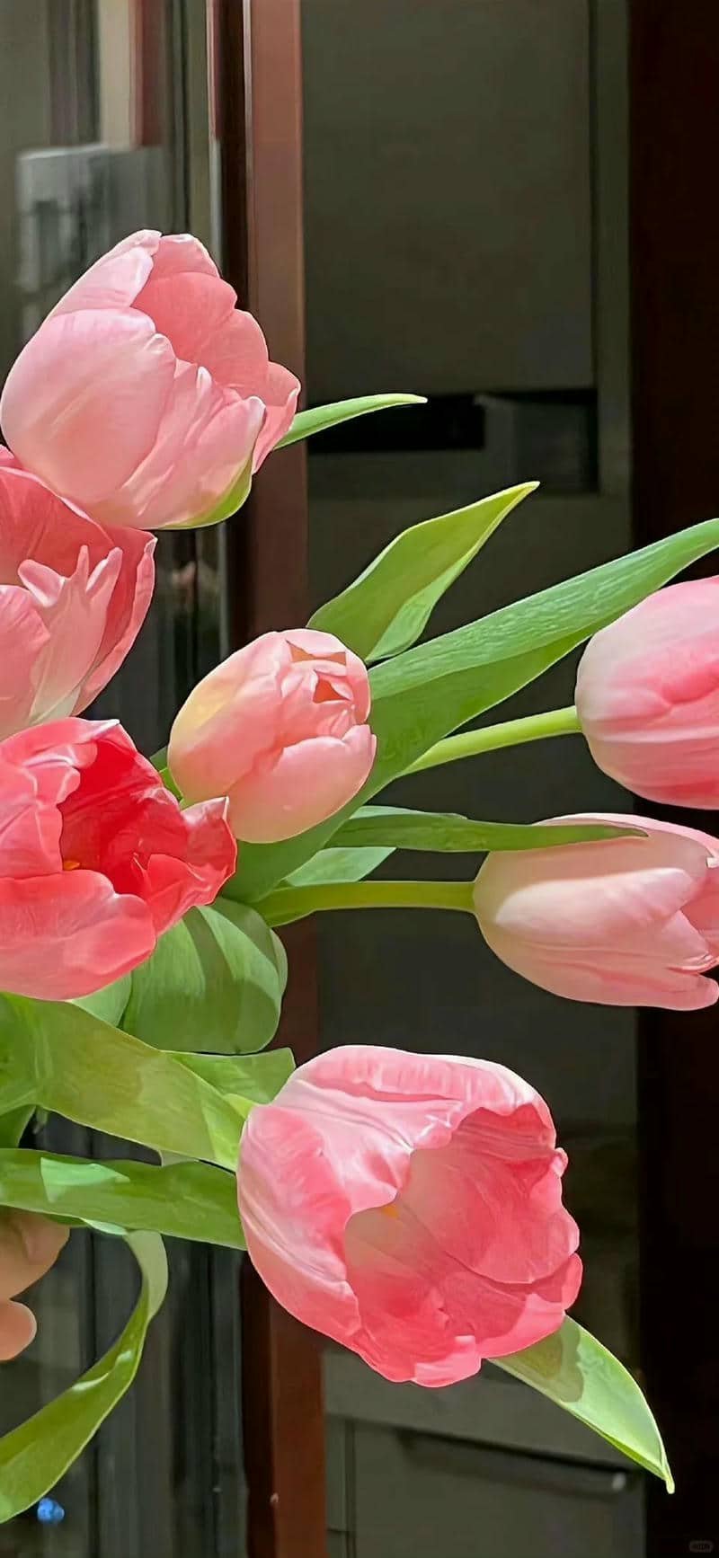 hình nền hoa tulip (27)