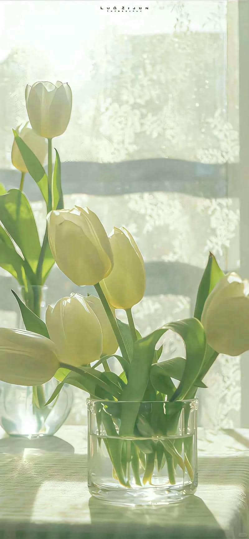 hình nền hoa tulip (29)