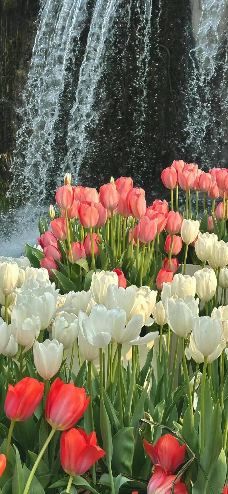 hình nền hoa tulip (3)