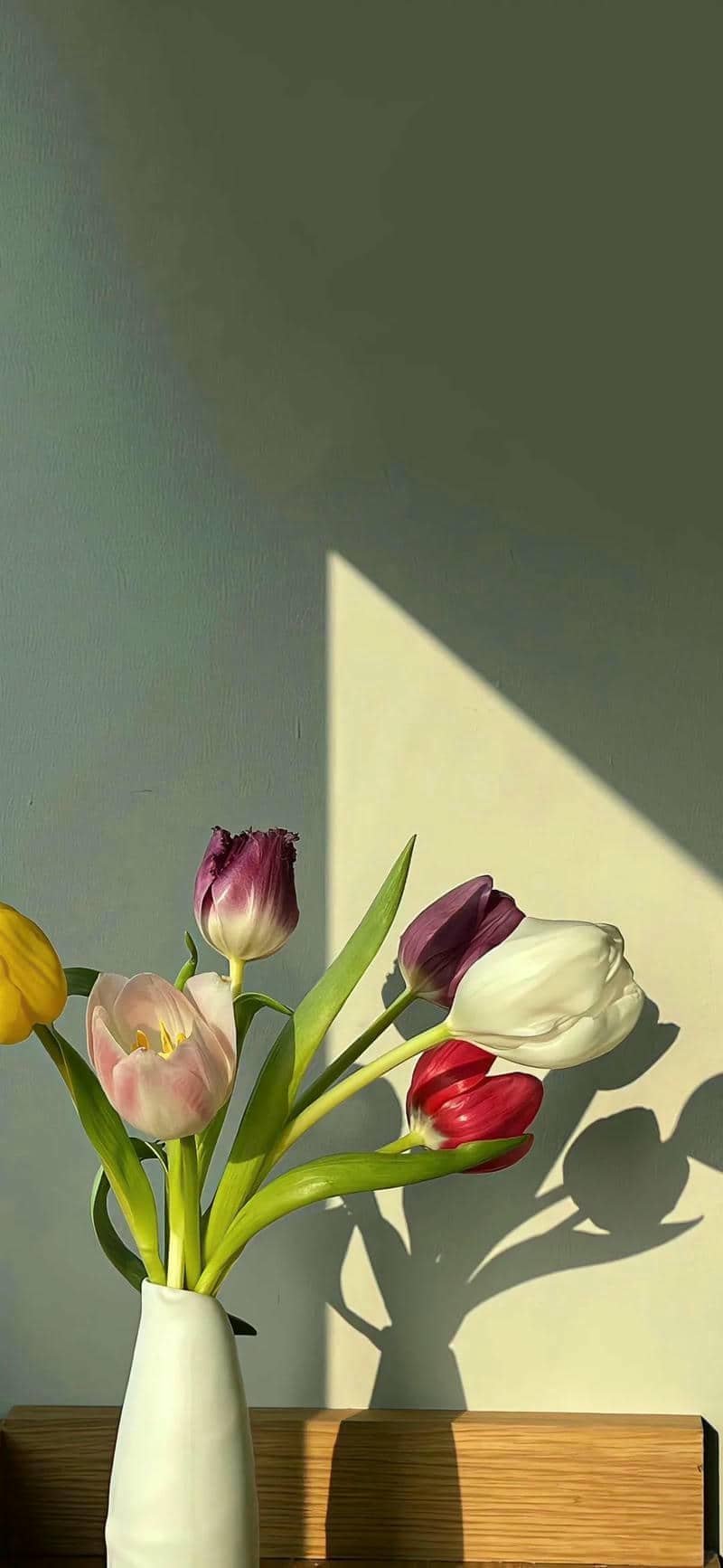 hình nền hoa tulip (37)