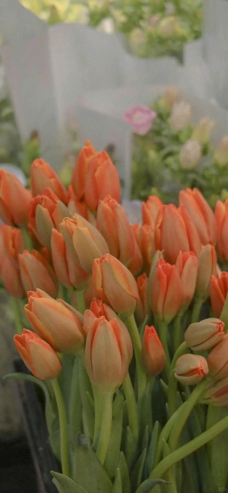 hình nền hoa tulip (38)