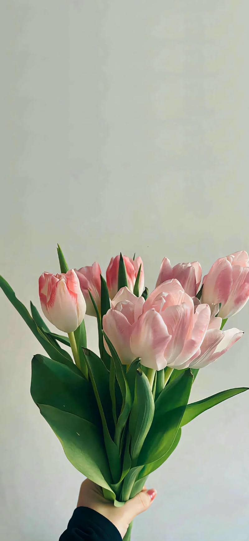 hình nền hoa tulip (39)