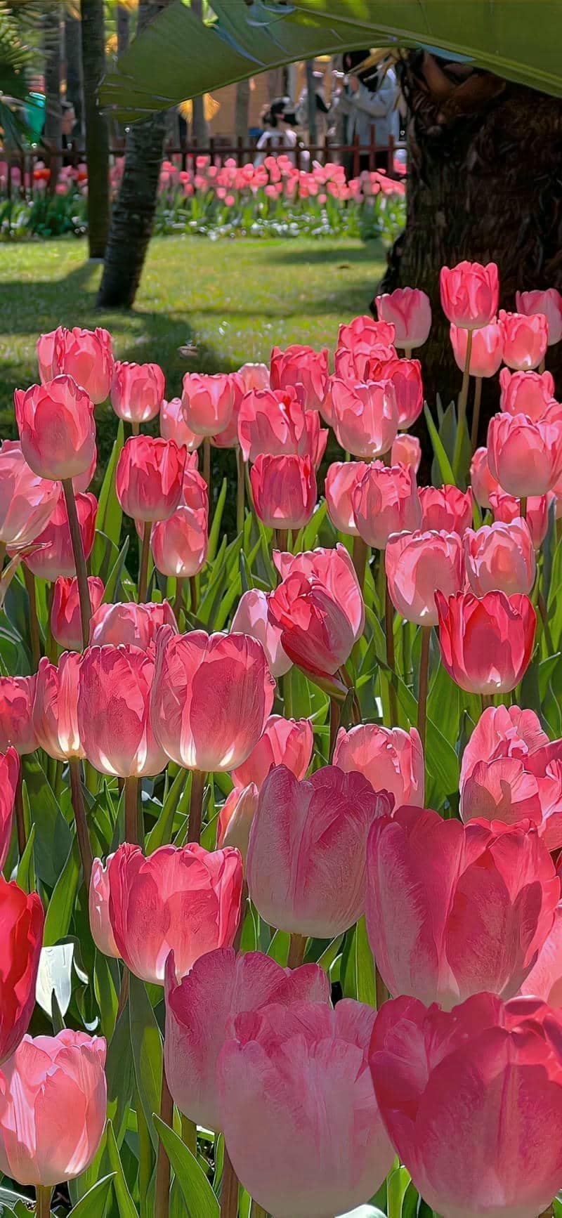 hình nền hoa tulip (4)