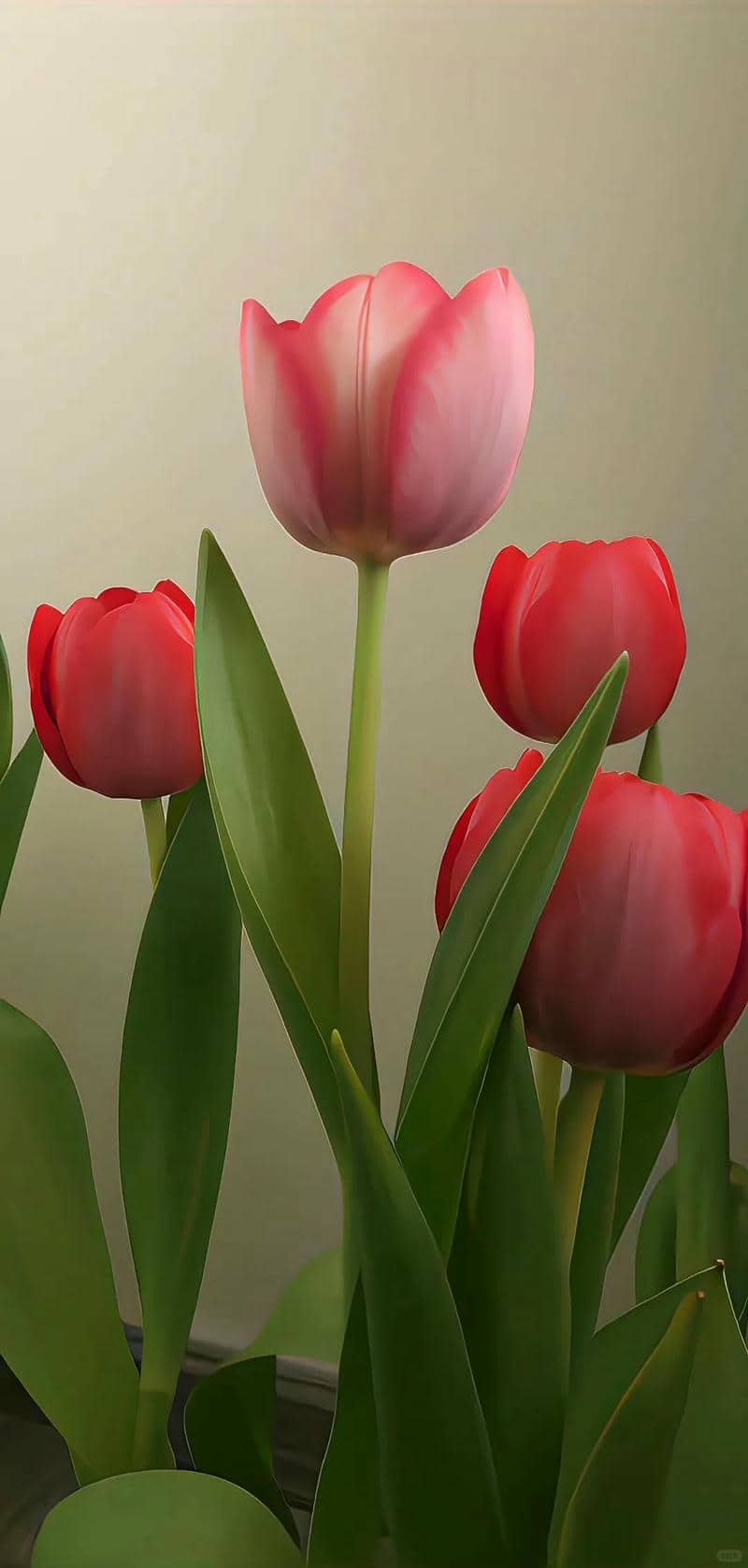 hình nền hoa tulip (40)