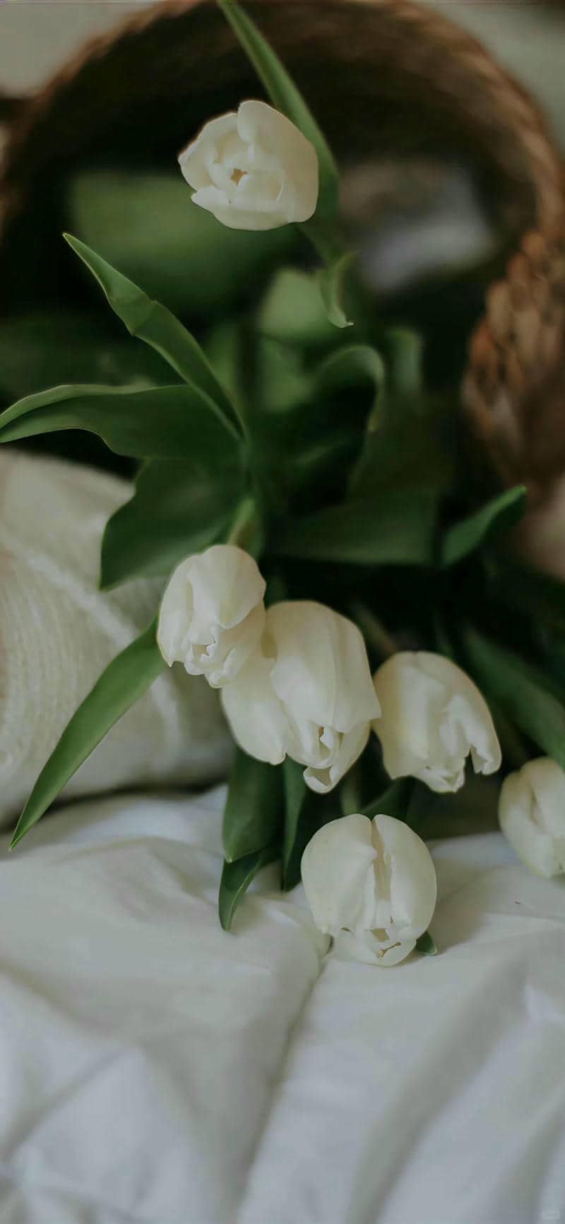 hình nền hoa tulip (41)