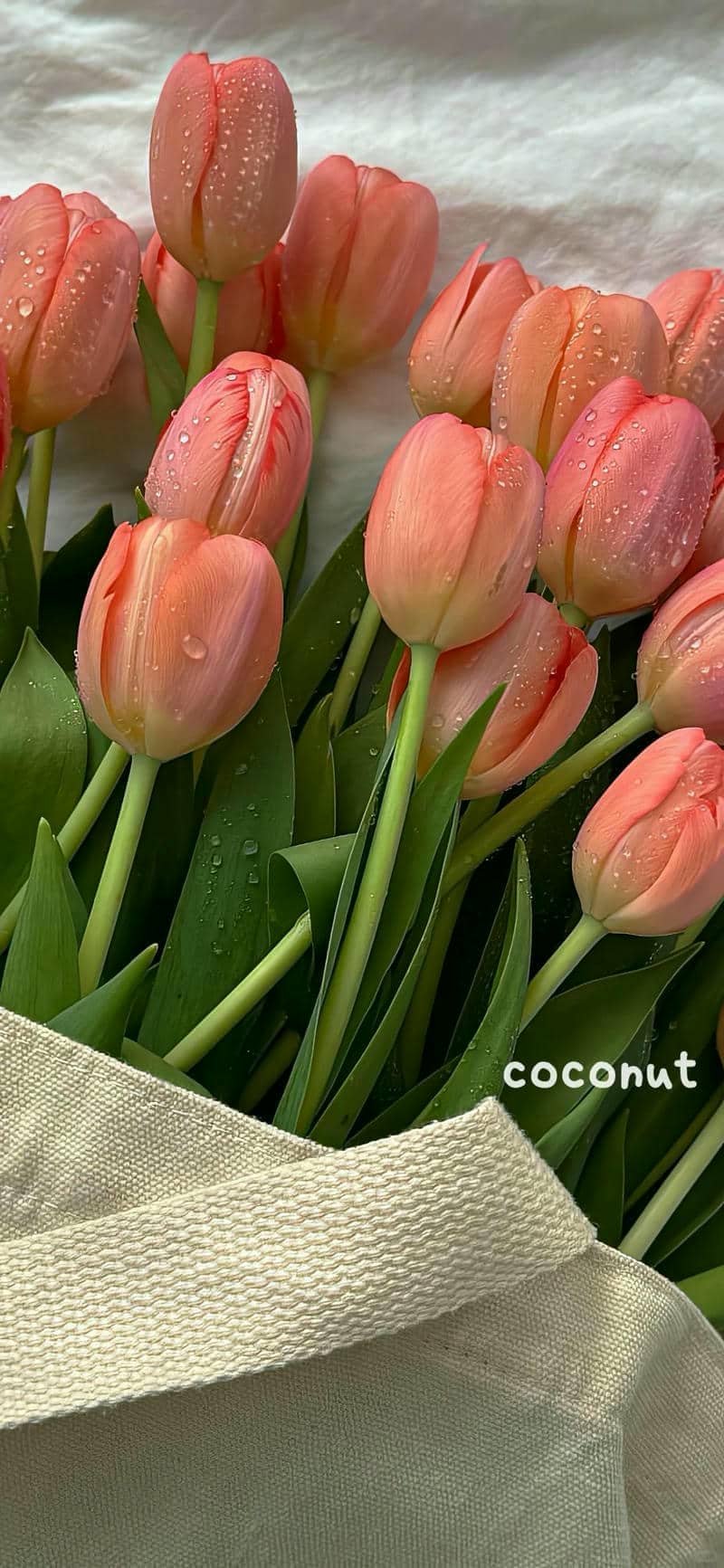 hình nền hoa tulip (5)