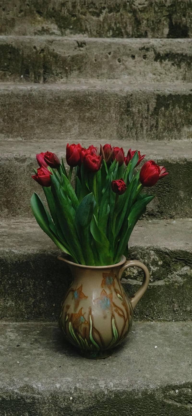 hình nền hoa tulip (6)