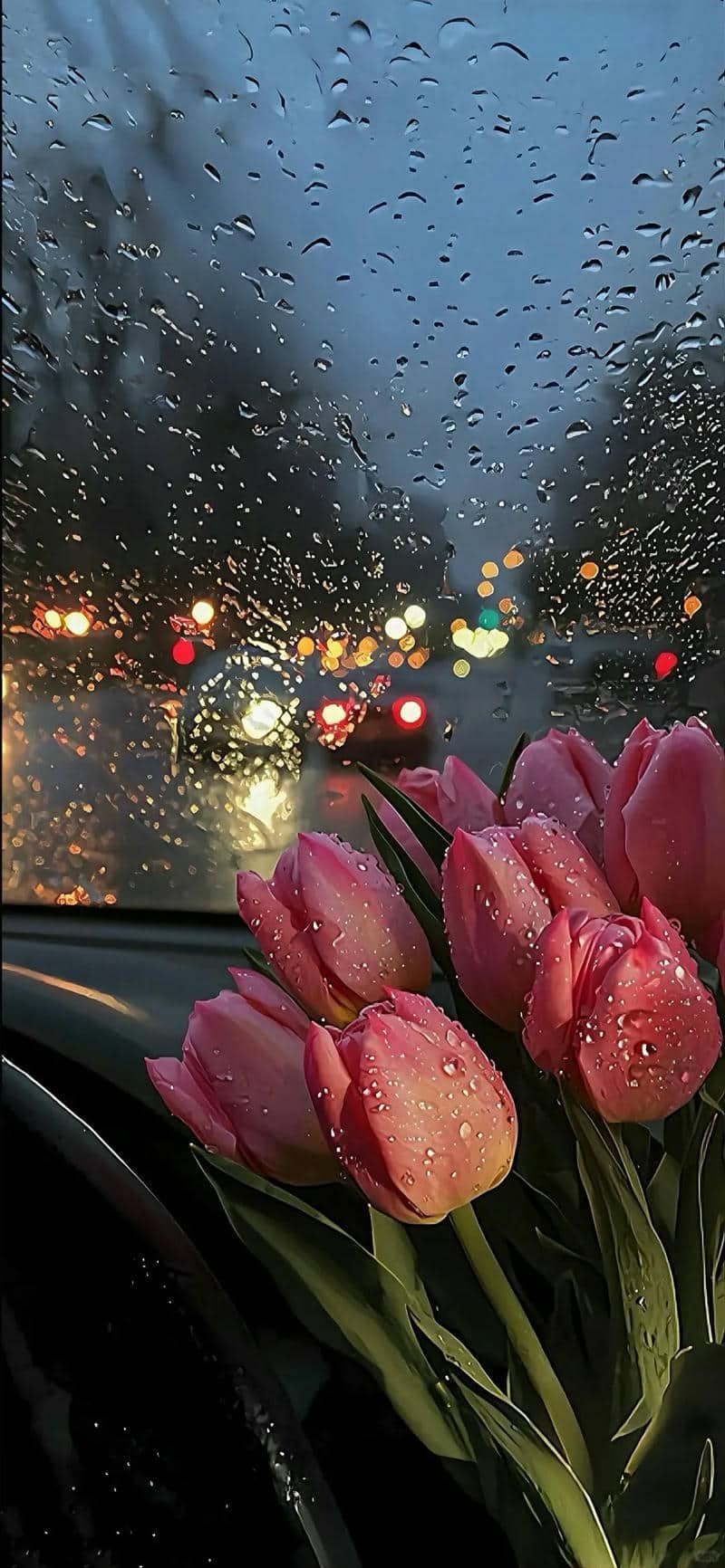 hình nền hoa tulip (7)