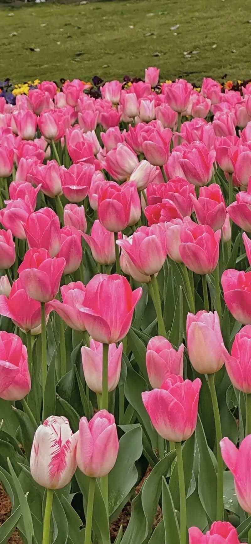 hình nền hoa tulip (8)