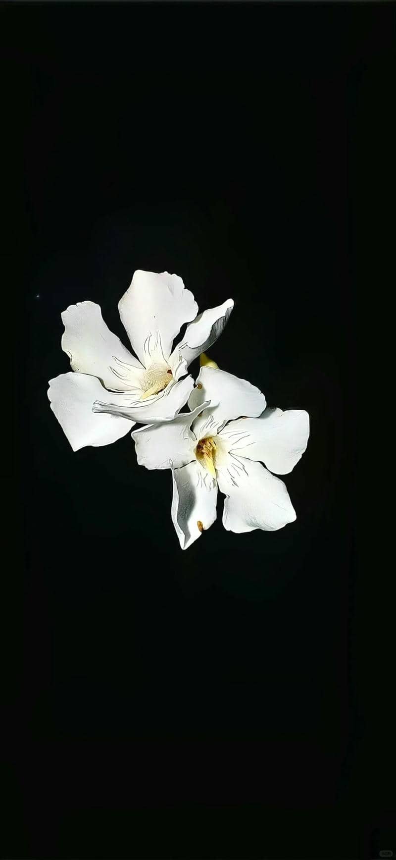 hình nền màu đen (33)