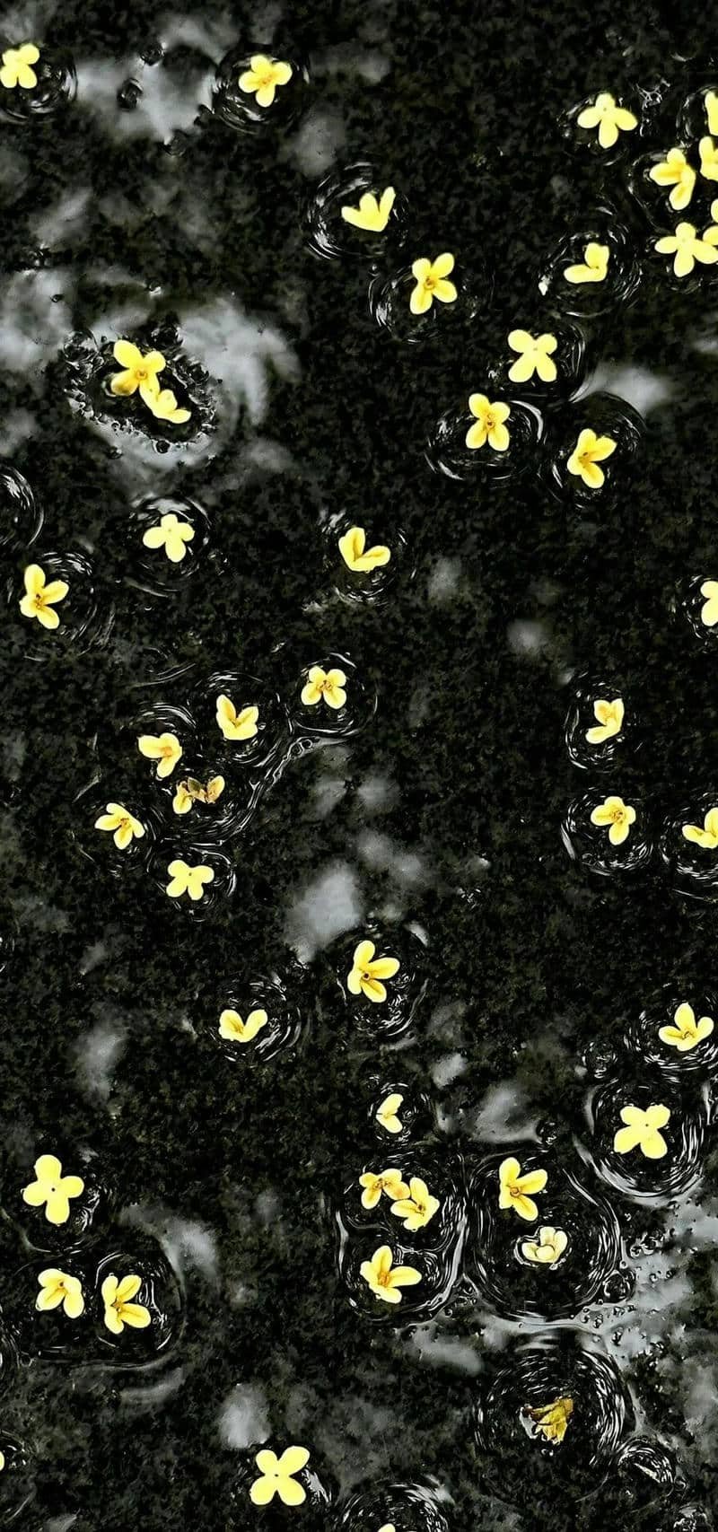 hình nền màu đen (4)