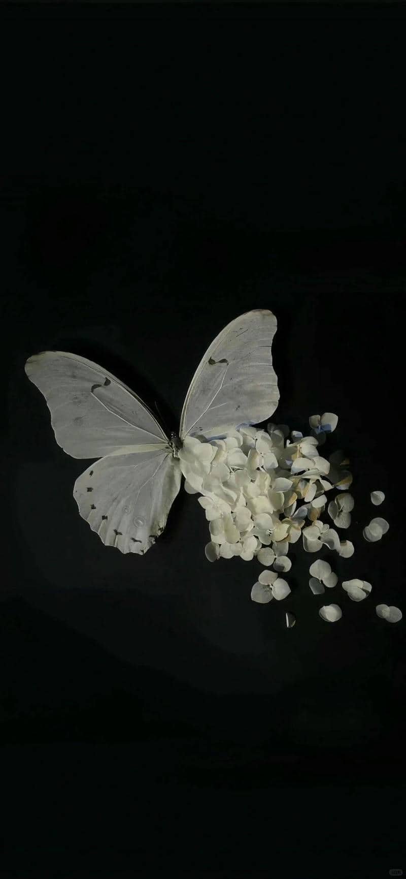 hình nền màu đen (9)