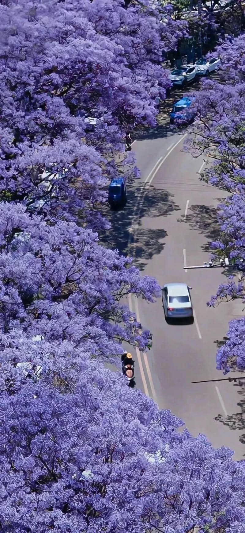 hình nền màu tím (18)