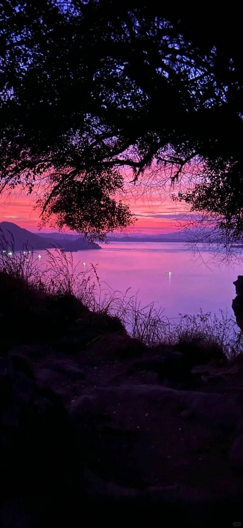 hình nền màu tím (20)