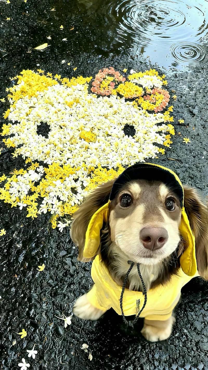 Thumbnail Tổng hợp 77+ hình nền màu vàng đẹp, tươi sáng và nổi bật