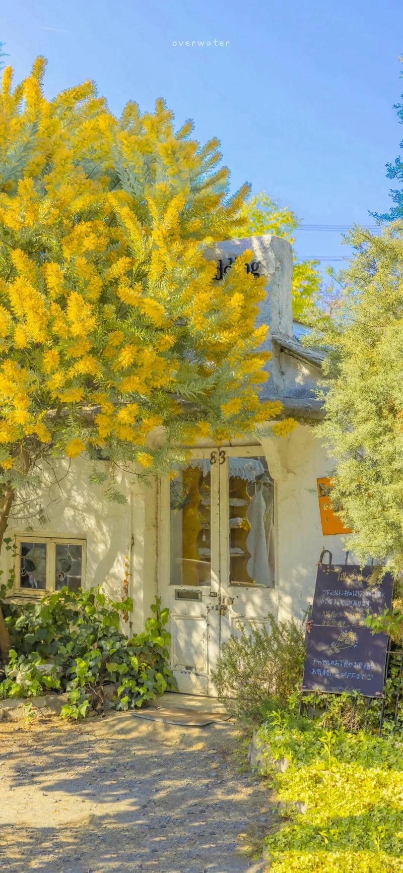 hình nền màu vàng (6)