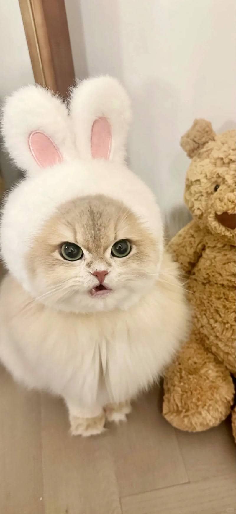 hình nền mèo (10)