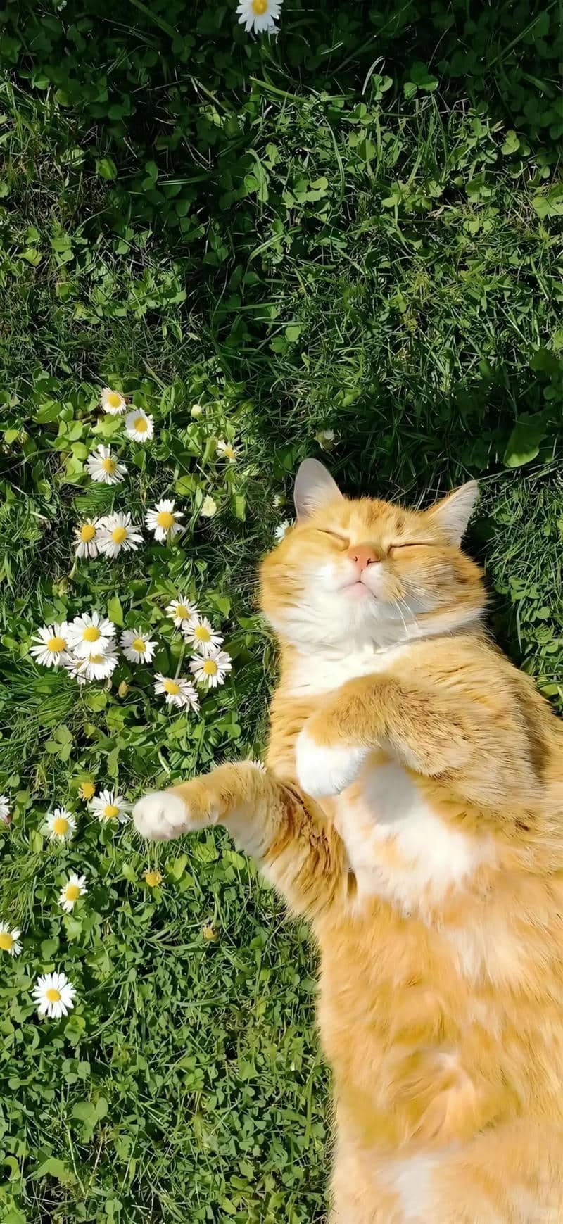 hình nền mèo (11)