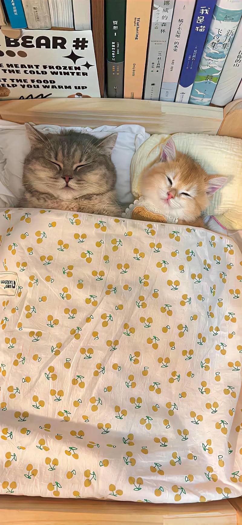 hình nền mèo (12)