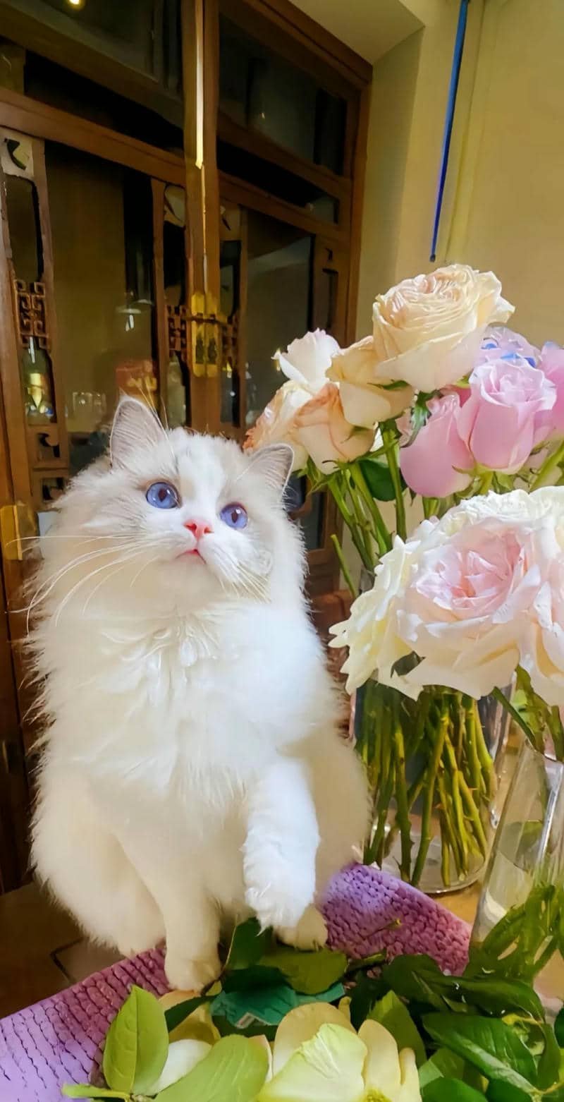 hình nền mèo (13)