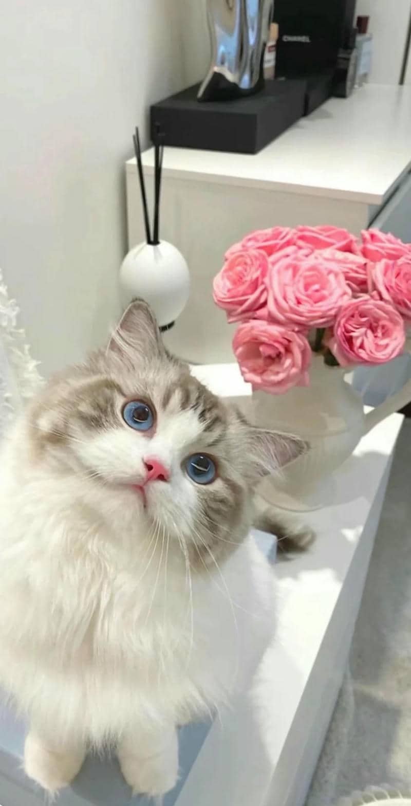 hình nền mèo (14)