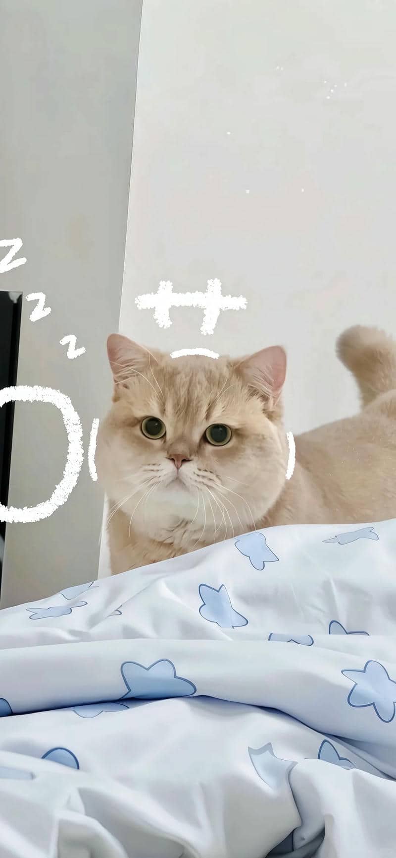 hình nền mèo (17)