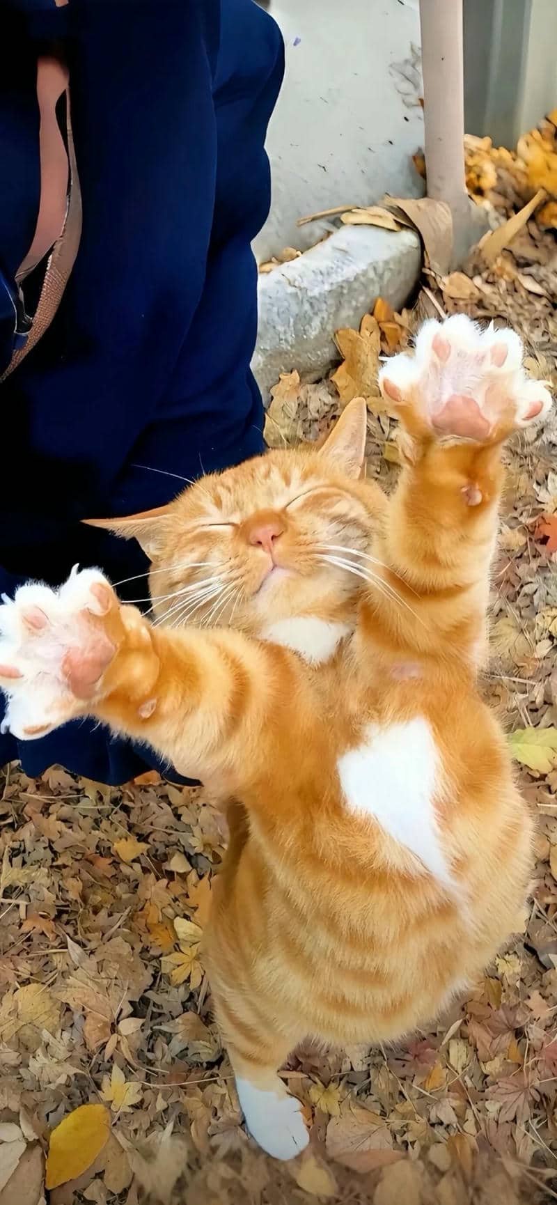 hình nền mèo (20)