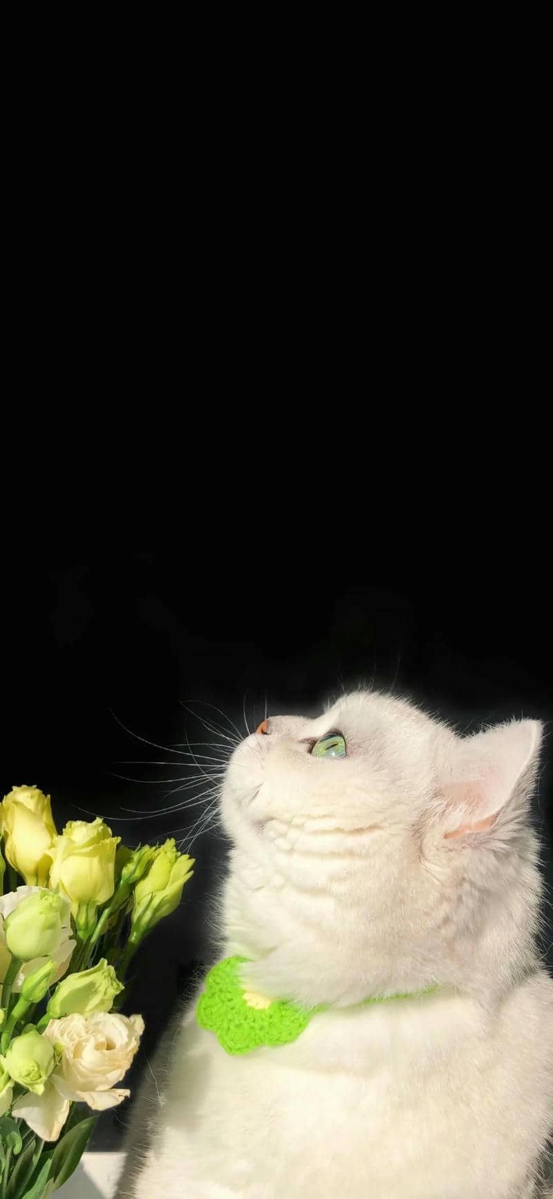 hình nền mèo (21)