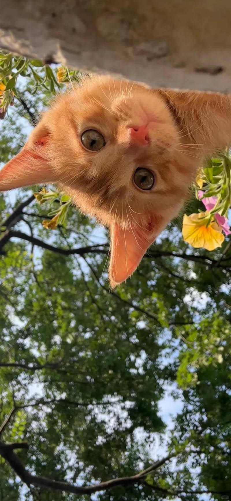 hình nền mèo (22)