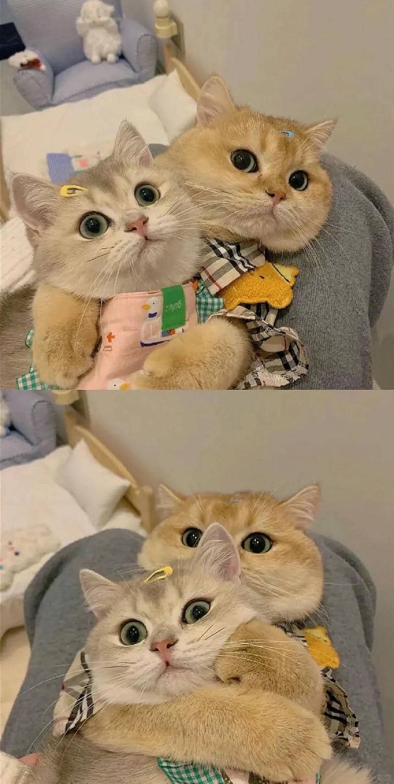 hình nền mèo (23)