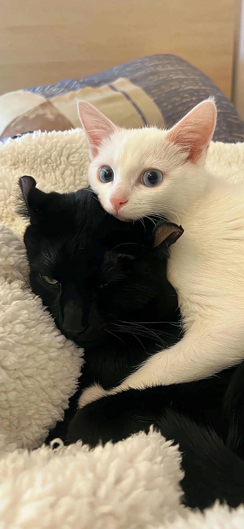 hình nền mèo (24)