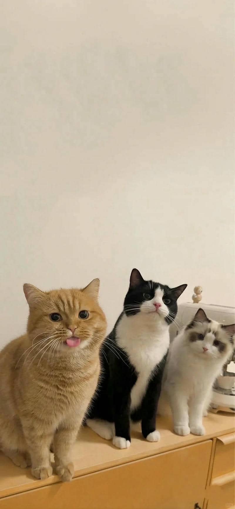 hình nền mèo (26)