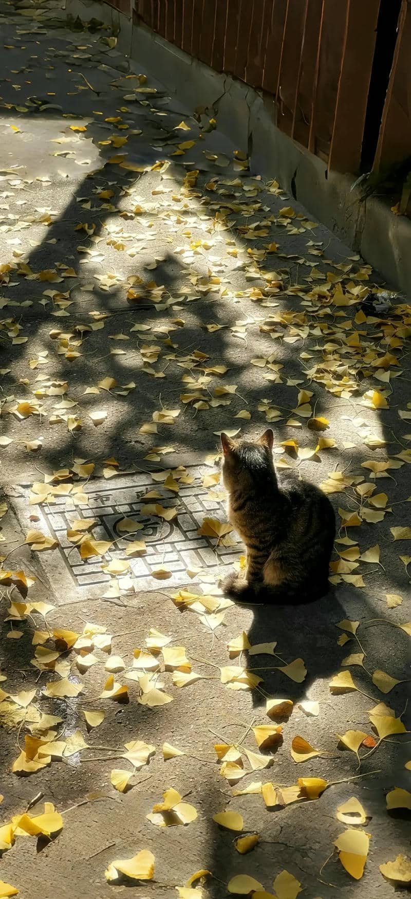 hình nền mèo (27)