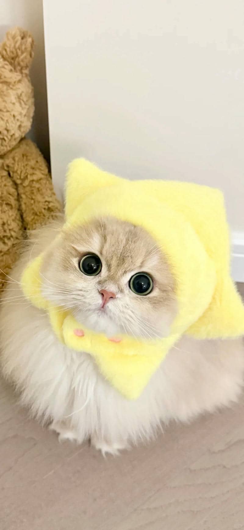 hình nền mèo (3)