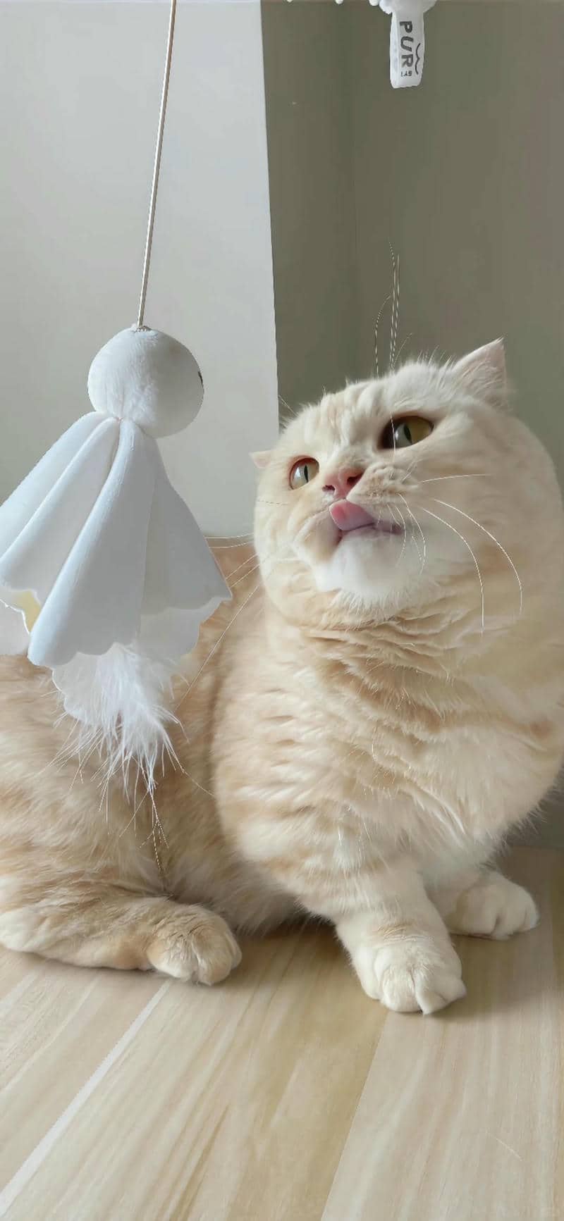 hình nền mèo (31)