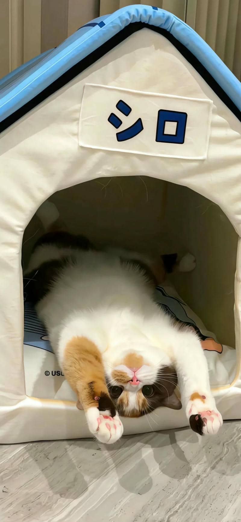 hình nền mèo (32)