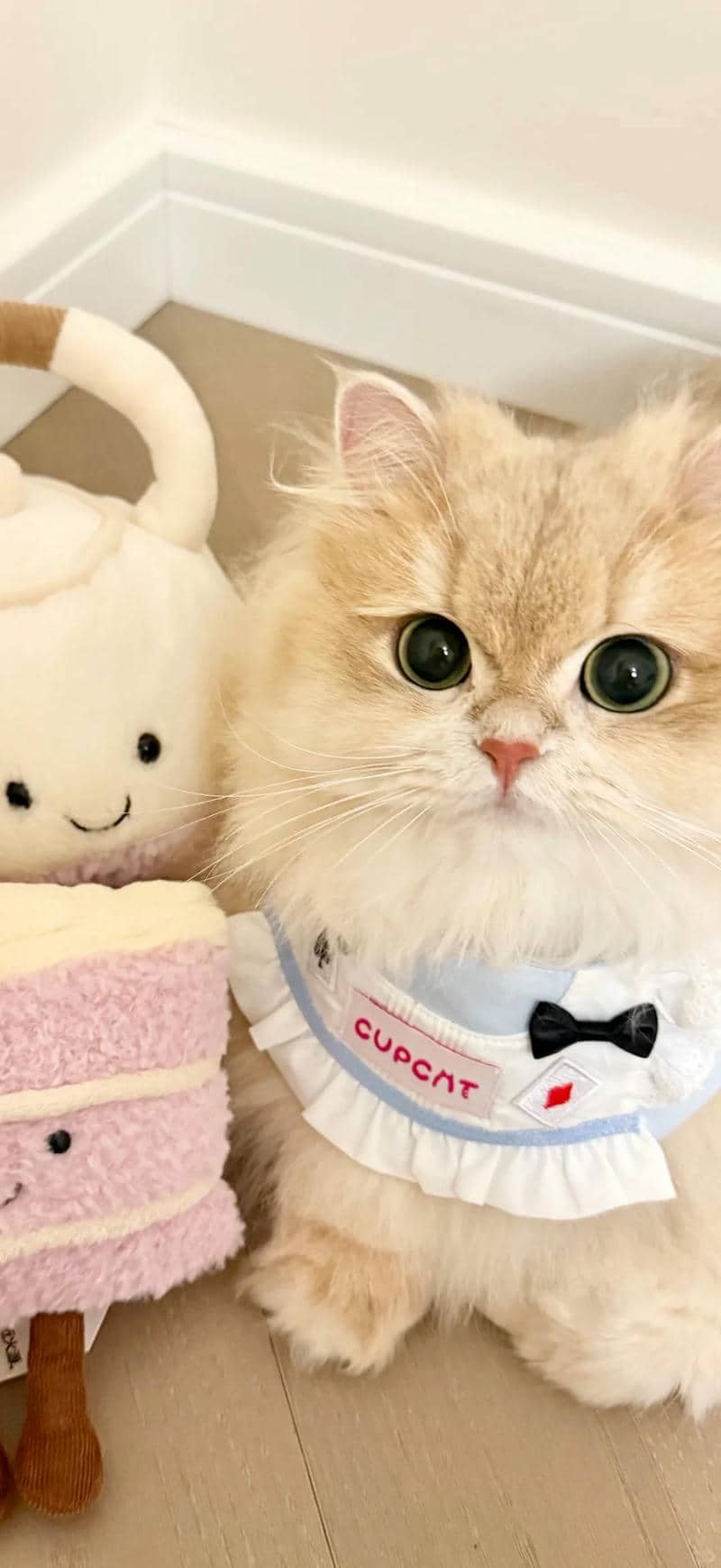 hình nền mèo (4)