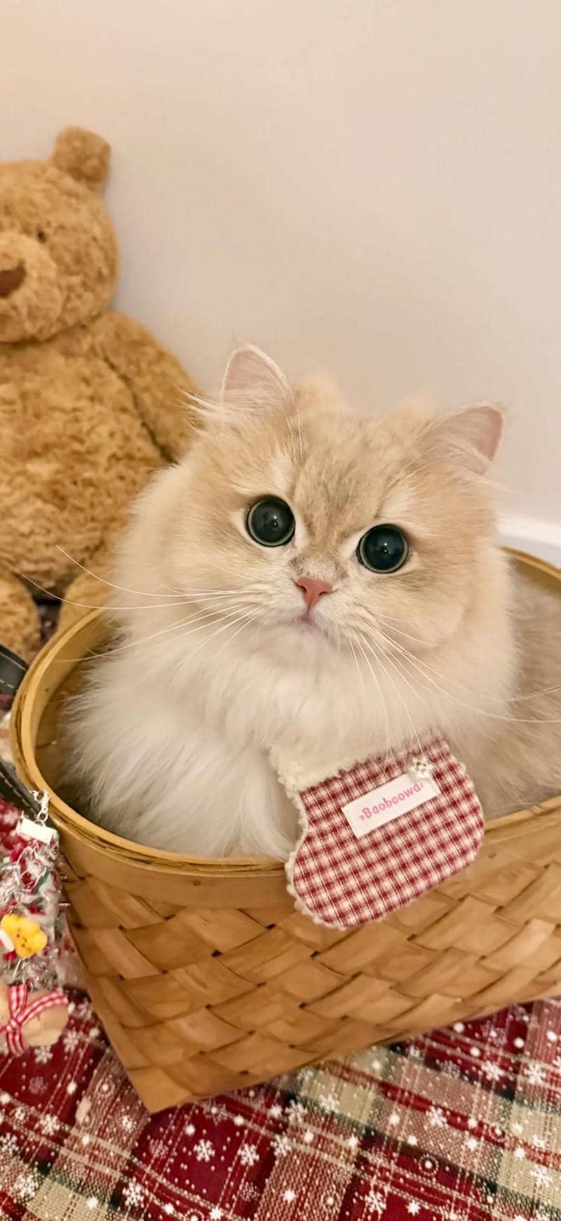 hình nền mèo (5)