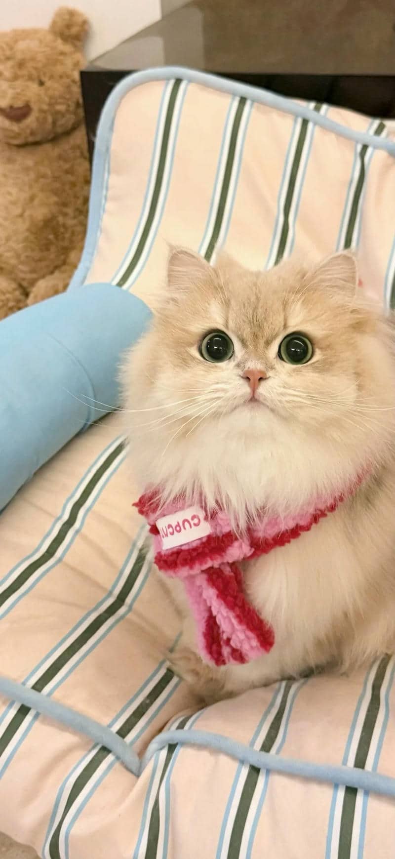 hình nền mèo (6)