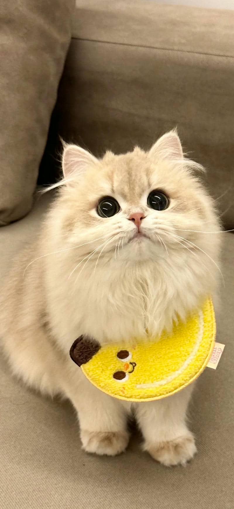 hình nền mèo (7)